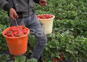  Nabeul : Baisse des superficies consacrées à la culture de la fraise