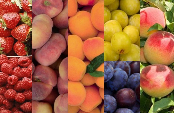 Accroissement des recettes des exportations tunisiennes de fruits