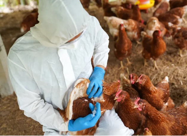 Aucun signe de propagation de la grippe aviaire H5N1 entre humains, selon l'OMS