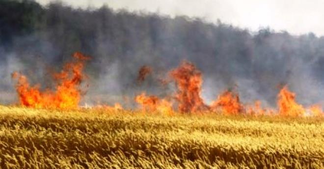 40 hectares de blé partis en fumée à Béja