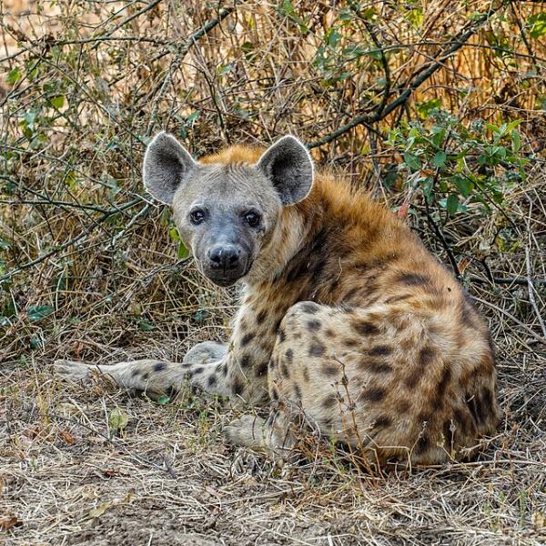 Sorcellerie et trafic d’animaux : une hyène sauvée, neuf suspects sous les verrous