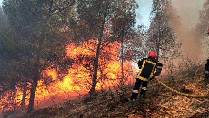Les incendies ont ravagé, à la date du 10 juillet, 550 hectares dont 297 hectares de forêts