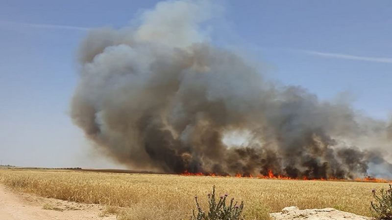 Le Kef : 200 hectares de cultures céréalières ravagés par le feu