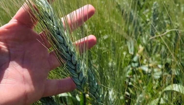 Mahdia: 100 % des céréales détruites par les intempéries à Ouled Chamekh