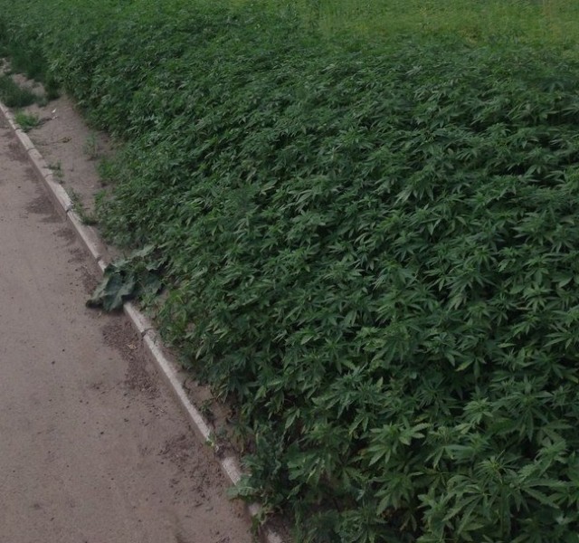 La bourde de la mairie de Moscou: Elle se trompe de graine et plante du cannabis en ville