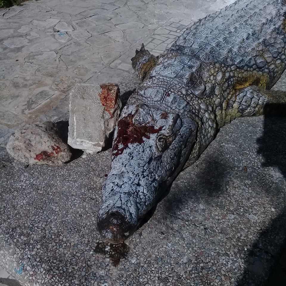 Insoutenable: Un crocodile du zoo du Belvédère lapidé à mort par des visiteurs