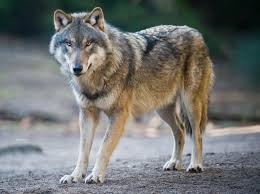 Un loup se promène dans la cour d’une école