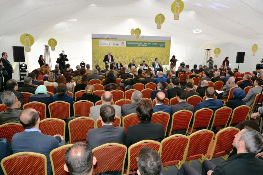La Tunisie lance le développement d’une filière Colza 100 % tunisienne