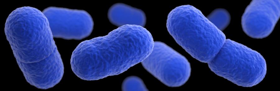 Tunisie: Mise en garde contre la listeria dans notre alimentation