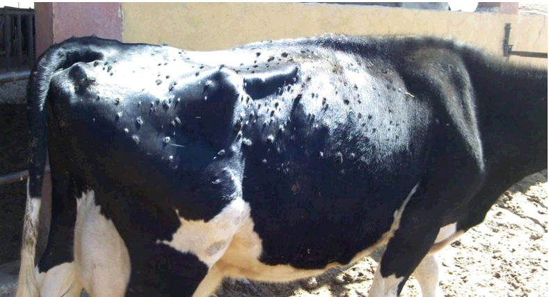 Apparition de 60 foyers de dermatose nodulaire bovine dans neuf gouvernorats