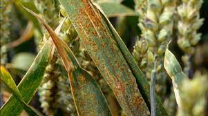 Symposium International sur les maladies foliaires des céréales