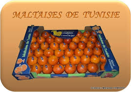 GIFruits : La saison d’exportation des « maltaises » vers le marché français démarre, samedi