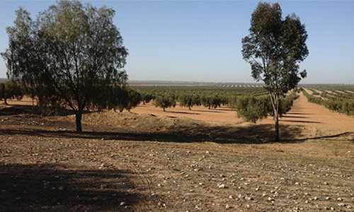 Sfax: Récupération d'un terrain domanial agricole de 21,5 ha