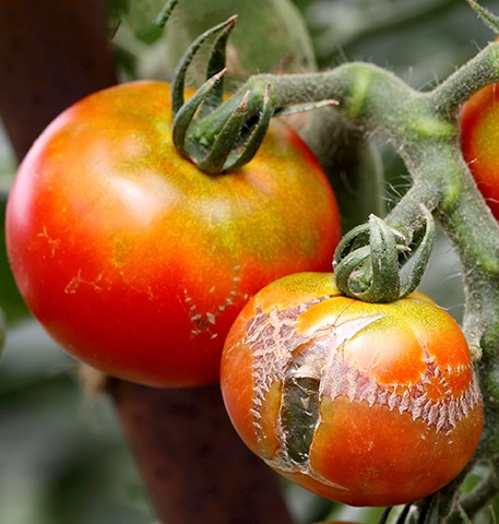 Nabeul : Baisse de la récolte de tomate de près de 40%, à cause de la propagation du mildiou