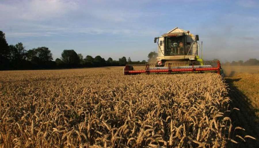 Céréales: 11 millions de quintaux récoltés cette saison