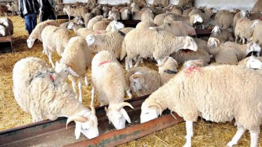 L’Algérie lance un fourrage innovant pour ovins à base de résidus de dattes