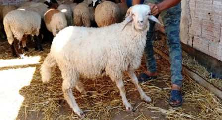 Aïd el Adhaa : le prix référentiel de vente du mouton de sacrifice est fixé