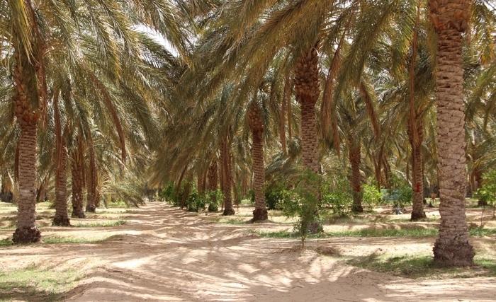 Le colonel-major Faiez Ben Rejeb nommé Directeur général de l’Office de Rjim Maâtoug pour le développement du Sud et du Sahara