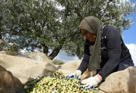 Chokri Bayoudh: "Notre huile d'olive est toujours dans les normes internationales