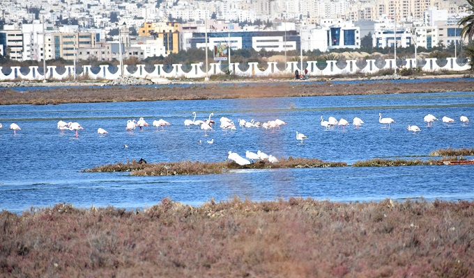  Biodiversité : 105 espèces différentes d’oiseaux d’eau recensées en Tunisie entre 2019 et 2023