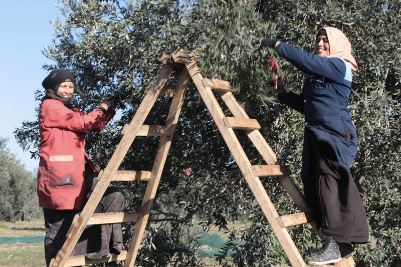 Zaghouan: Hausse de 42% de la production d’olives de table