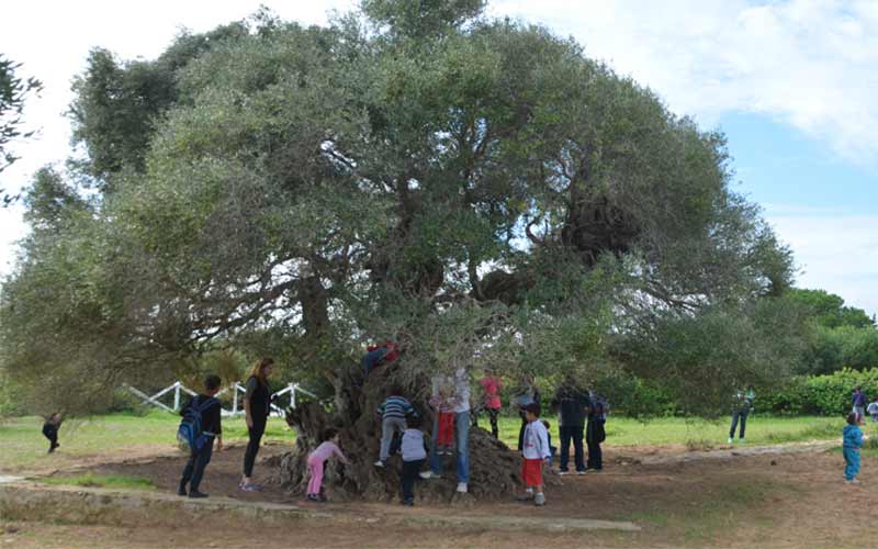 240 MD de la BM pour la plantation de 25 mille ha d’oliviers en Tunisie