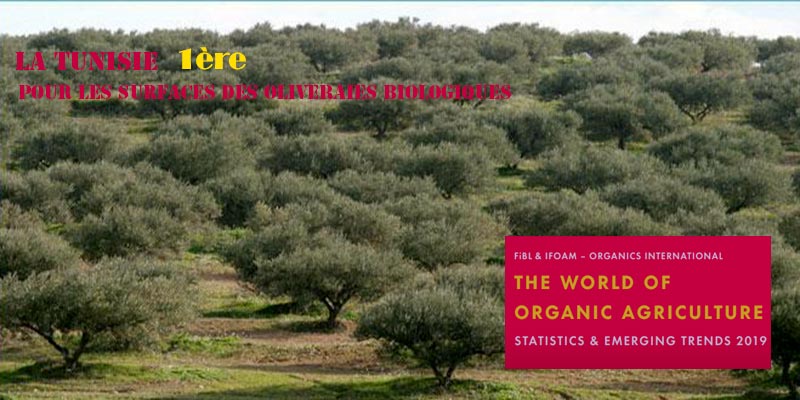 La Tunisie au 1er rang mondial des Superficies d'oliveraies biologiques