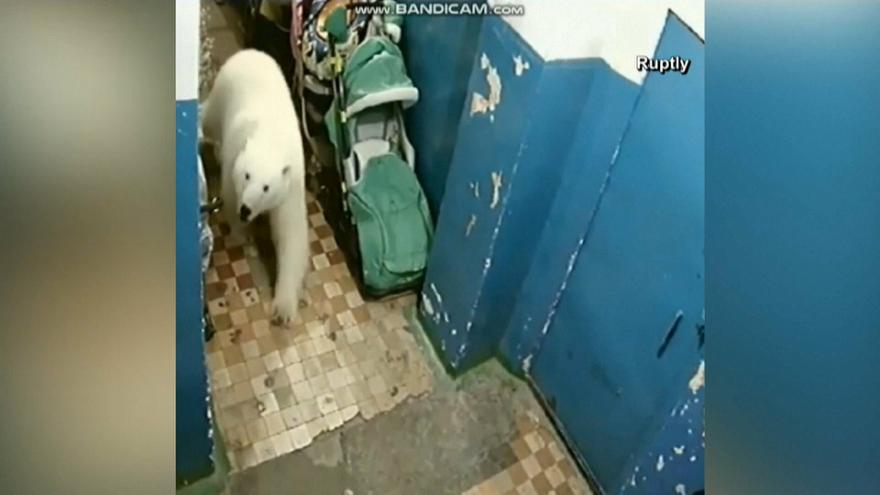 Les habitations d’un grand archipel russe envahies par les ours polaires