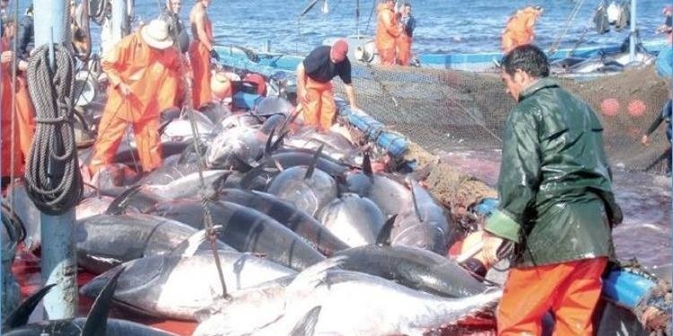 Filière du thon rouge : Des pêcheurs protestent contre l’UTAP