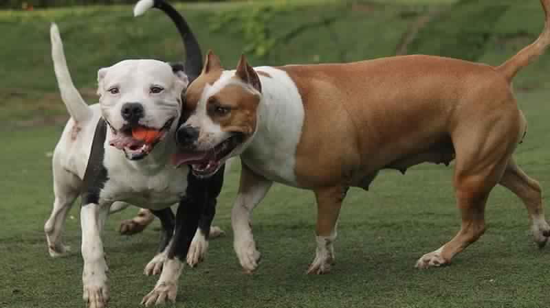 Attention les chiens attaquent à Djerba et à Sfax