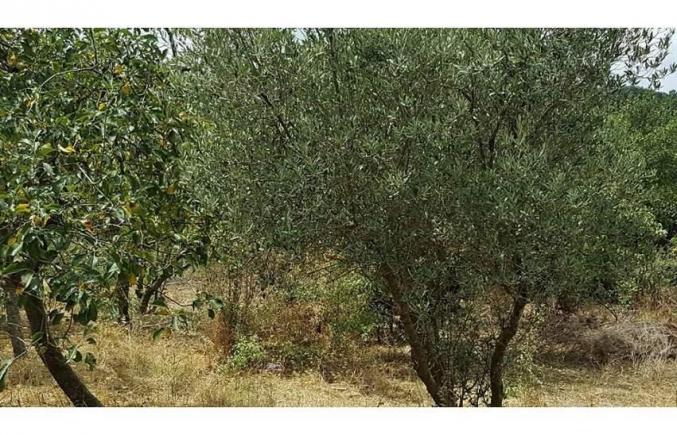 WWF : projet de conservation des plantes patrimoniales à Garâa Sejnane et Dar Fatma