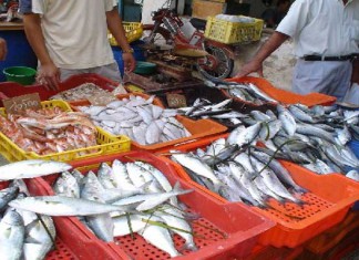 Bir El Kassaa : flambée des prix des poissons