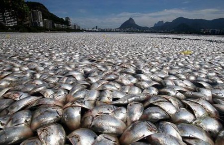 Le ministère du commerce appelle les citoyens à éviter la consommation de poisson impropre