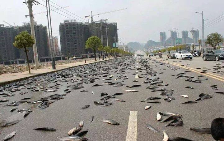 Il pleut des poissons...Servez-vous !