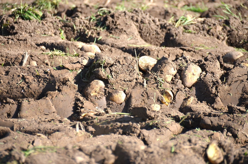200 hectares de pommes de terre endommagés à Jendouba