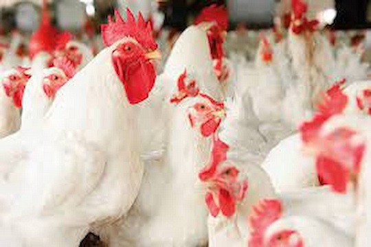 Poulet de chair vif : Hausse de 18,8% du prix moyen à la production en octobre 2024