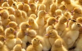 7 mille poussins en provenance d'Algérie saisis à Kairouan