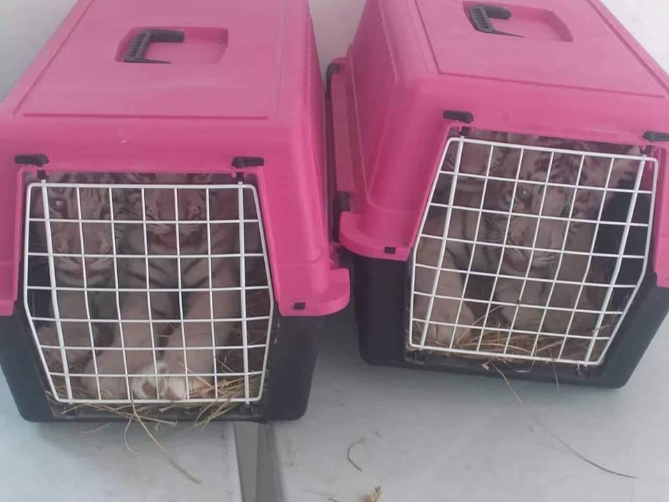 Ras Jedir : Même les bébés tigres blancs n’ont pas échappé à la contrebande