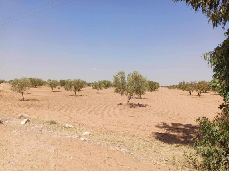 Récupération d'un terrain domanial agricole de 7 hectares à Mahdia