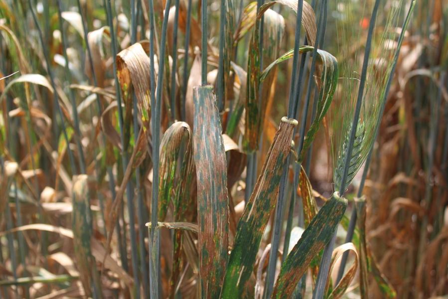 La Tunisie abrite un symposium International sur les maladies foliaires des céréales
