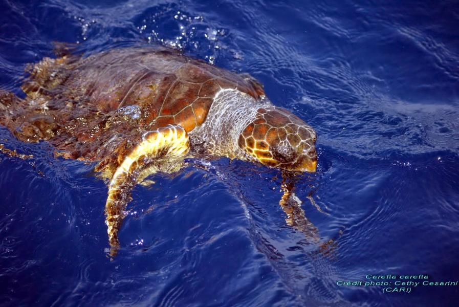 L’INLUCC alerte sur la vente des tortues de mer de grande taille près de Sfax