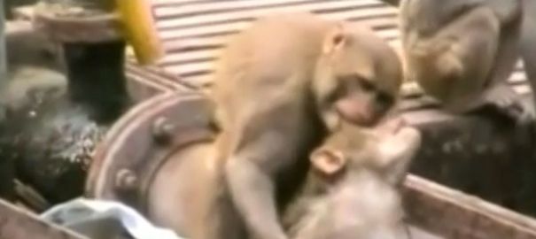 L'incroyable sauvetage d'un singe par un ...singe (Vidéo)