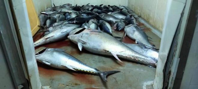 Hergla : Saisie d'une importante quantité de thon rouge destinée à l’exportation