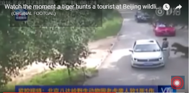 Spectaculaire: Un tigre attaque une femme, la tue et emporte son corps (vidéo)