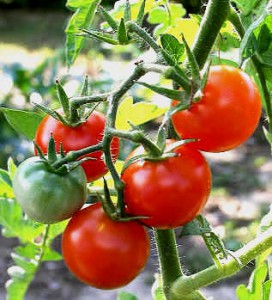 Tunisie: Appel au boycott de la plantation des tomates