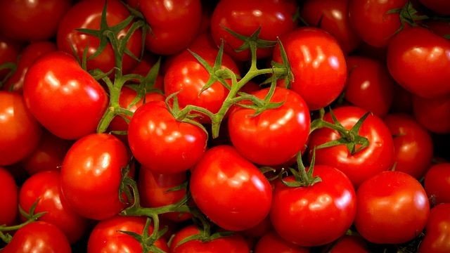 Sidi Bouzid est en train de perdre sa place de 3ème producteur national de tomate saisonnière