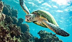 Les écosystèmes marins en Tunisie sont parmi les meilleurs au monde, mais gare à la pollution