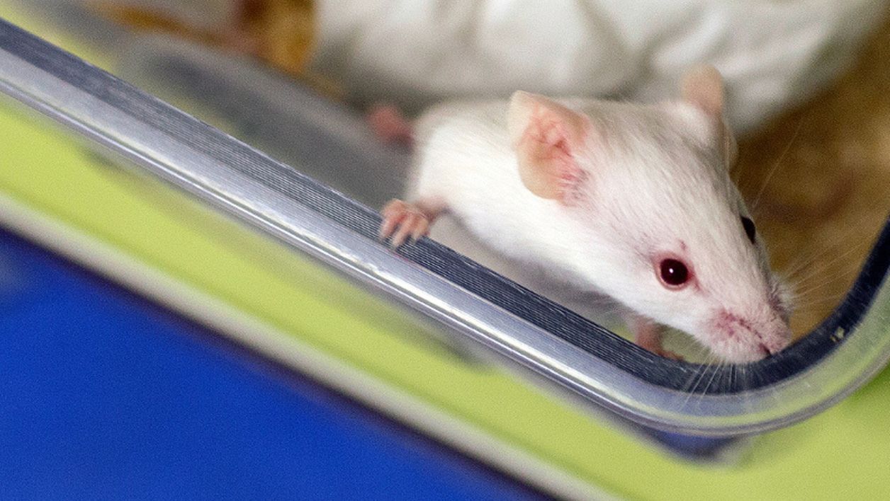 Un vaccin contre le cancer testé avec succès sur les souris