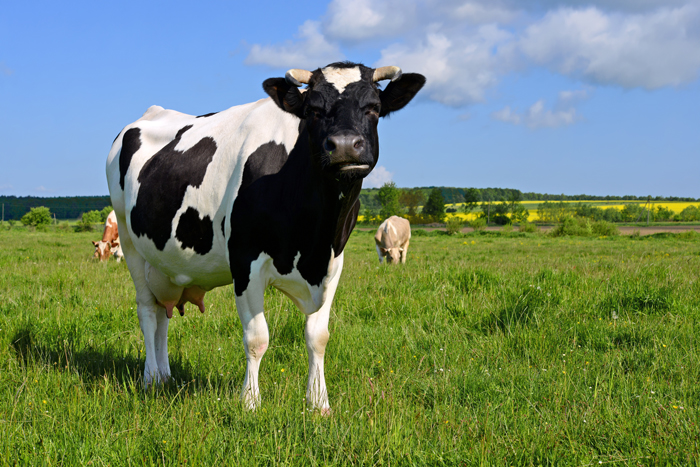 Eleveurs de vaches laitières, collecteurs et transformateurs du lait tirent la sonnette d’alarme