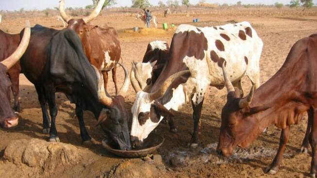 Vaches atteintes de tuberculose : la procédure d’appel d’offre pour la vente est légale